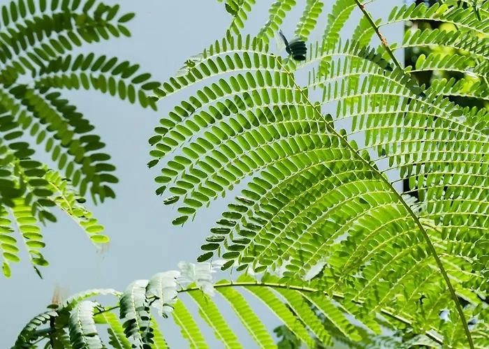 Treetop 5 - Traditional, Modern 3-story W Ocean Views Villa Uluwatu (Bali)